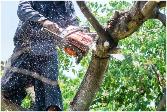 tree services Rosholt